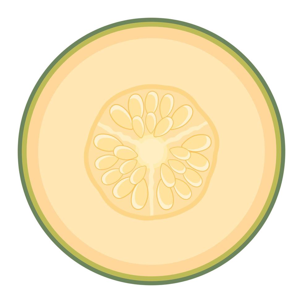 Fresh half melon fruit isolated on white background. Cantaloupe melon. Summer fruits for healthy lifestyle. Organic fruit. Cartoon style. Vector illustration for any design.