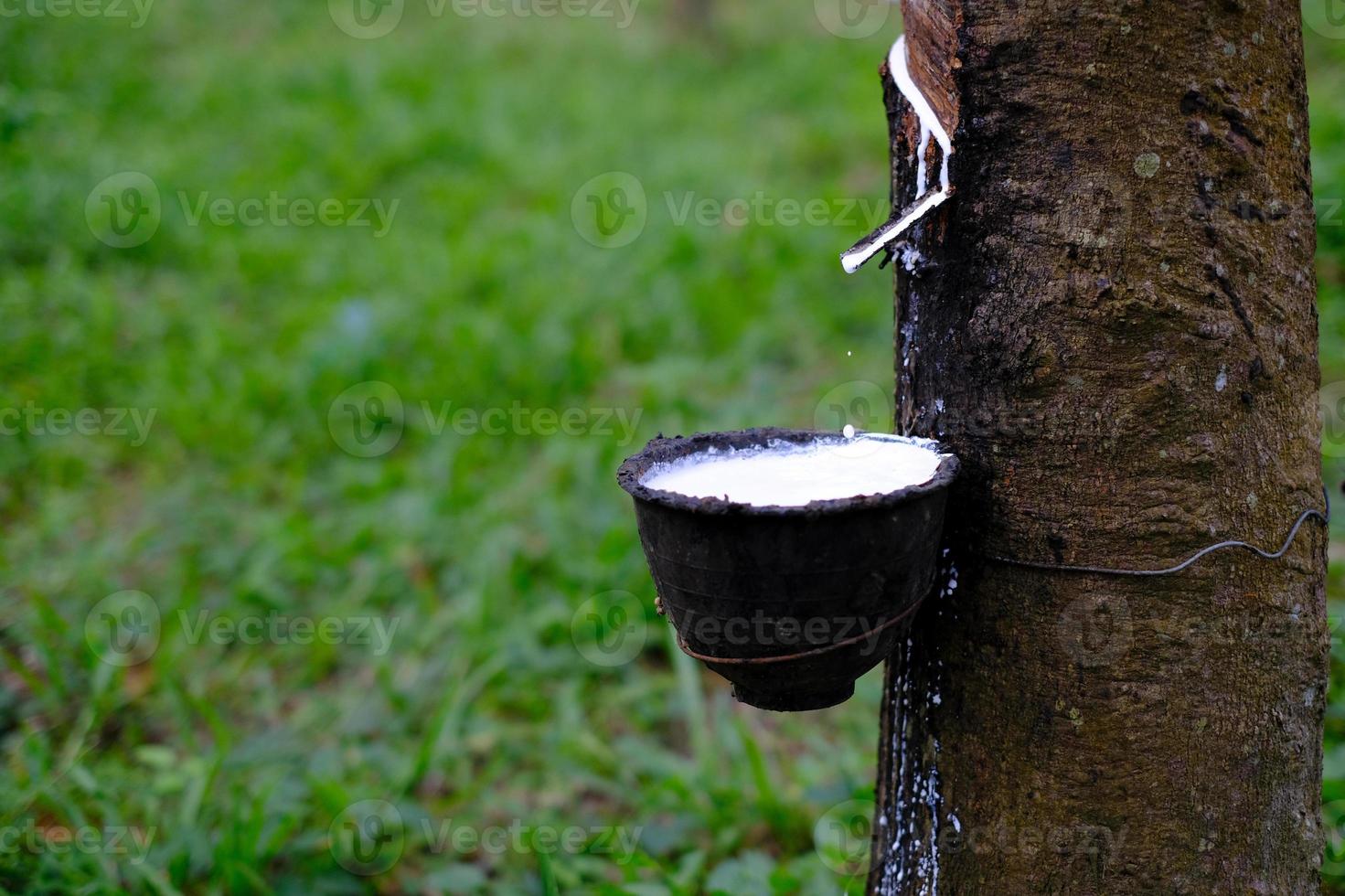 Fresh milky Latex flows into a plastic bowl in from para rubber tree photo