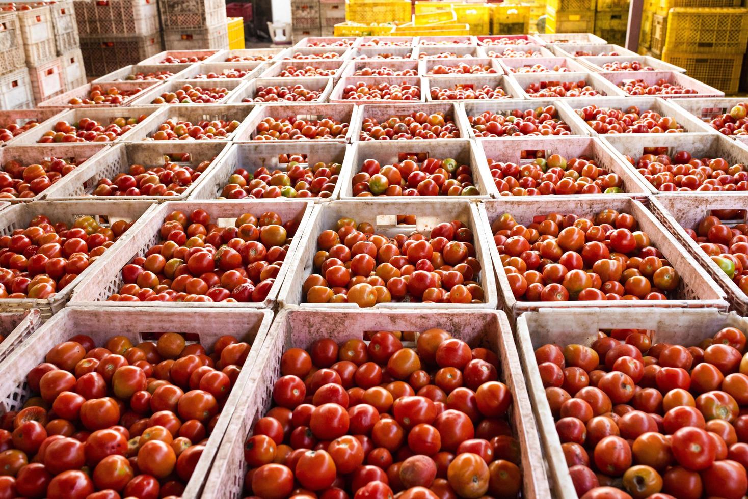 cajas de tomate contienen productos para la exportación a los mercados asiáticos. foto