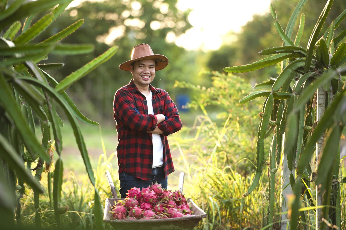 agricultores asiáticos sonrientes en plantaciones de frutas de dragón, agricultores recogiendo productos foto
