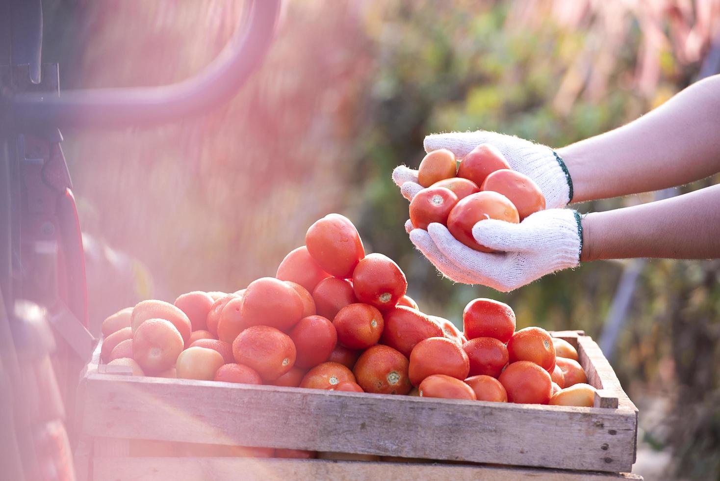 tomates en una caja tomates maduros puestos en un recipiente en una granja asiática foto