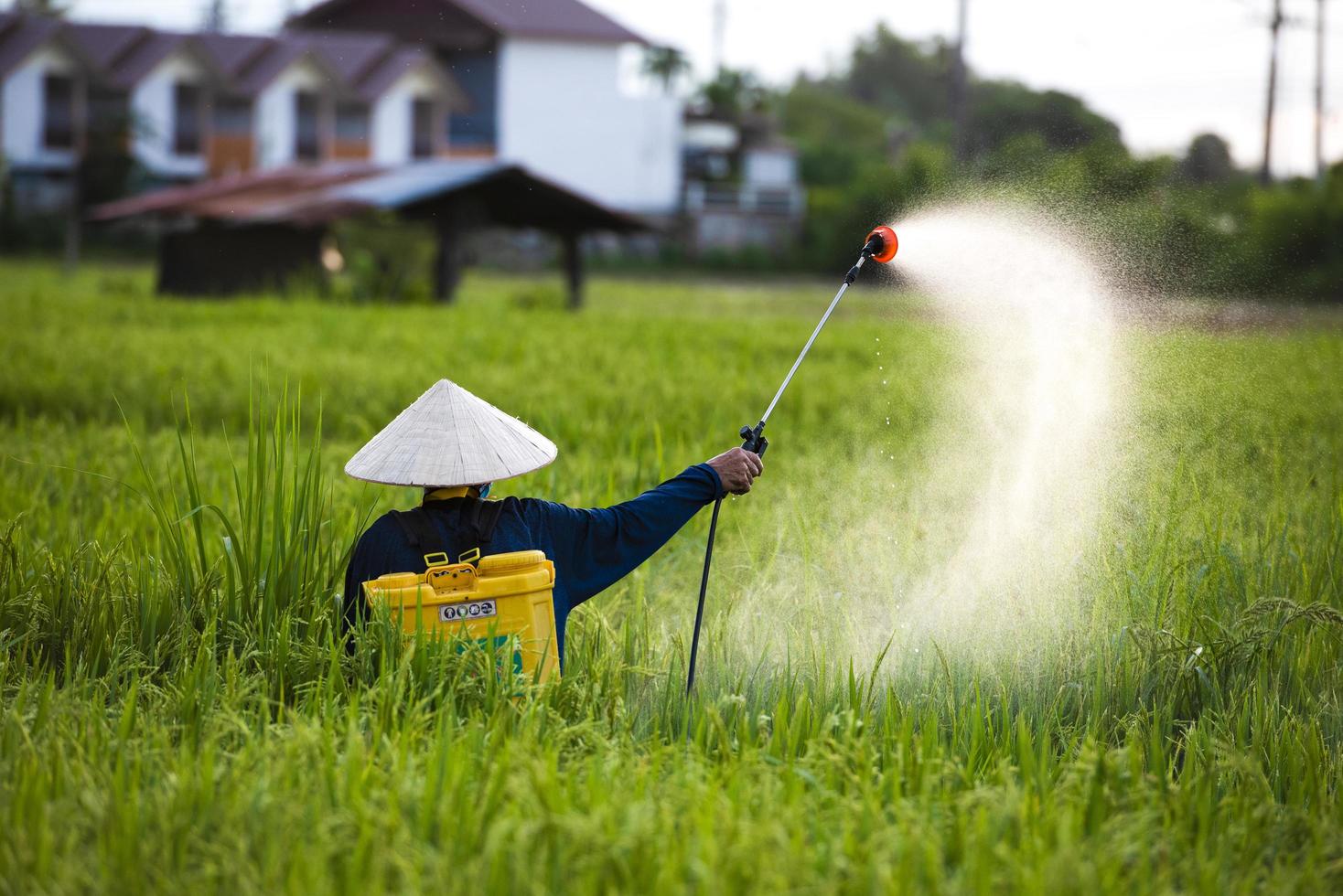 Old farmers spray fertilizer or chemical pesticides in the rice fields, chemical fertilizers. photo