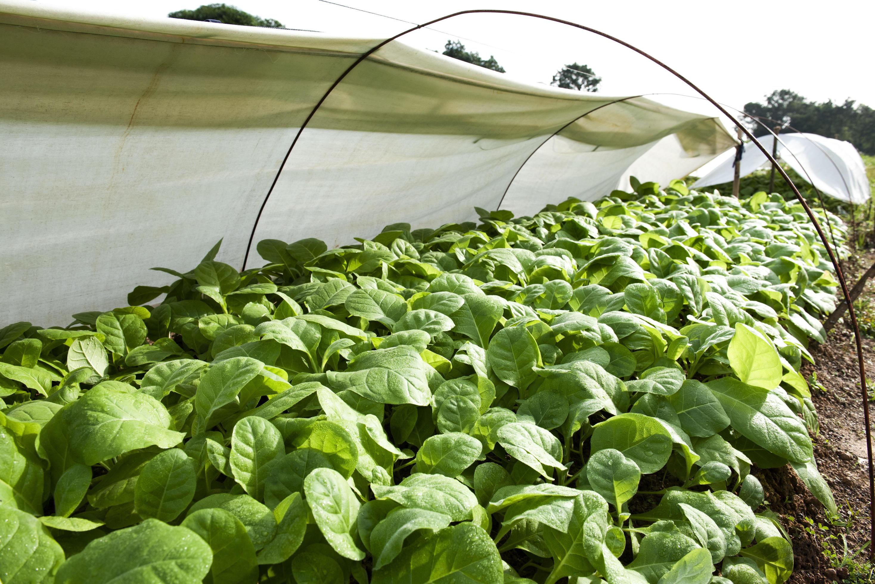 The tobacco tree is blooming. Green leaf tobacco. 10507992 Stock Photo at Vecteezy