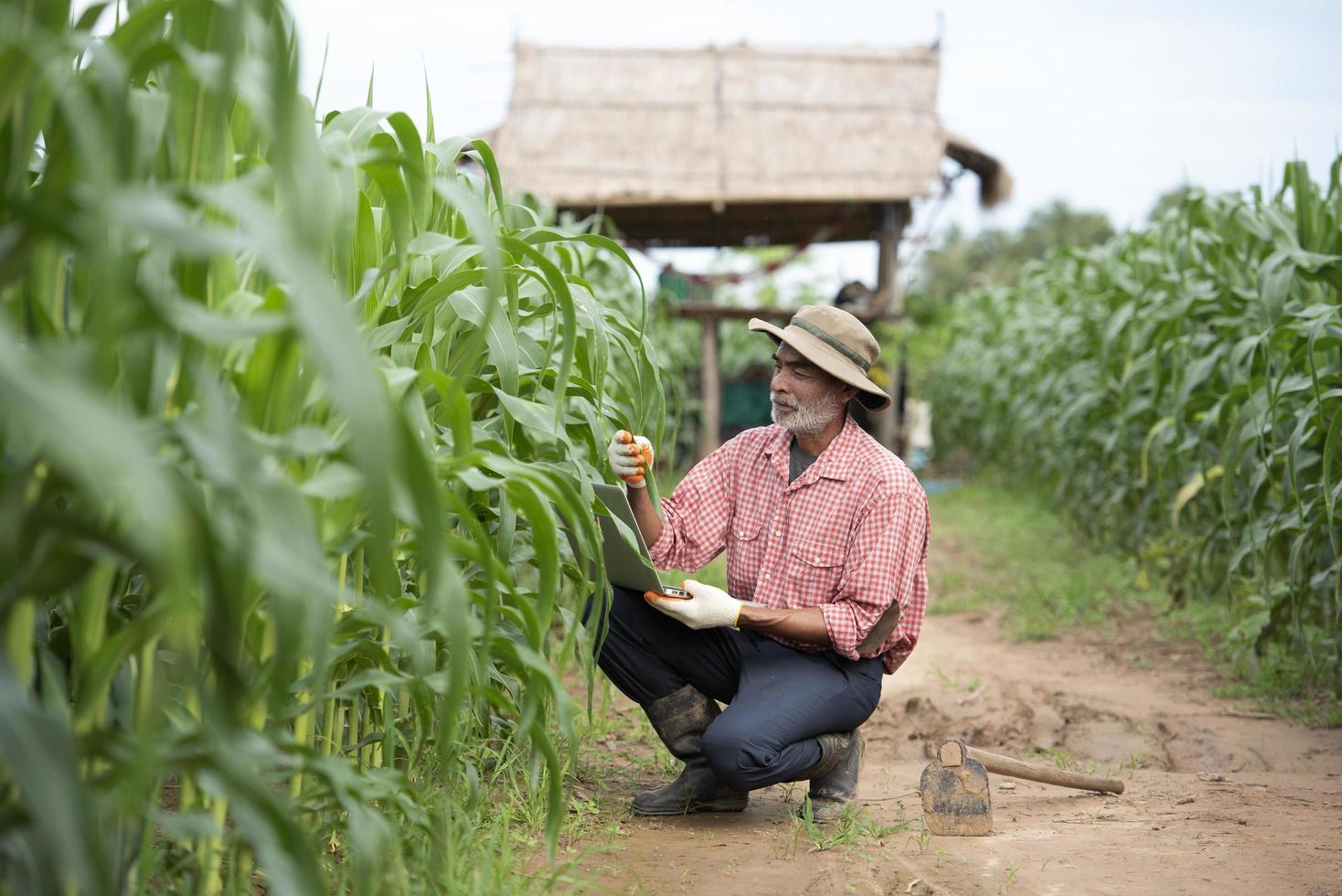 los agricultores mayores utilizan la tecnología en los campos de maíz agrícola. foto