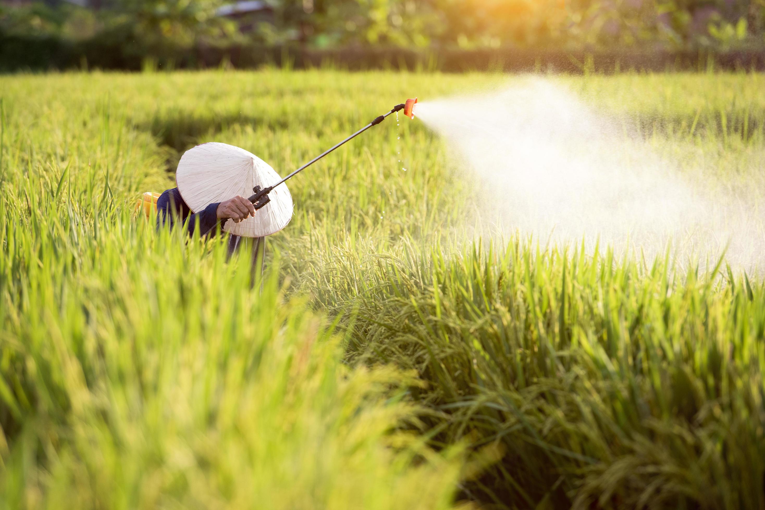 Old farmers spray fertilizer or chemical pesticides in the rice fields, chemical fertilizers
