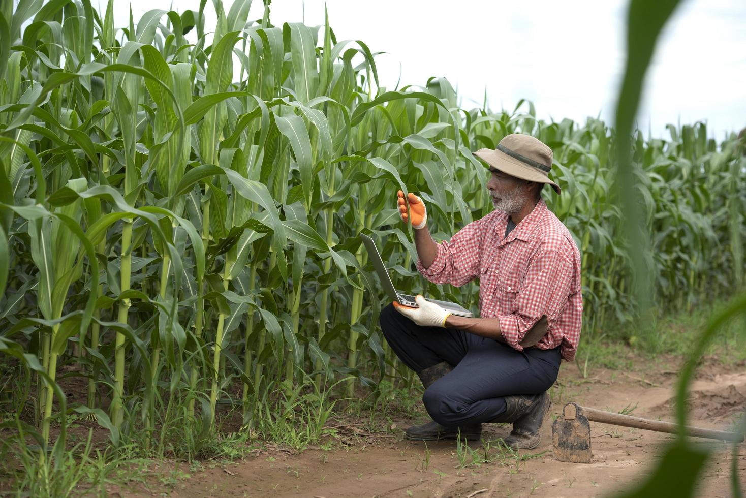 los agricultores mayores utilizan la tecnología en los campos de maíz agrícola. foto