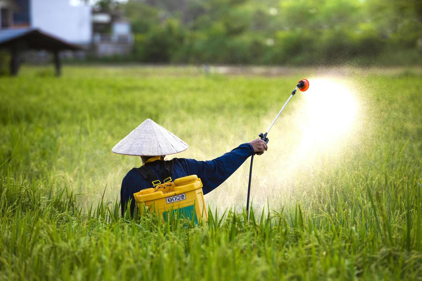 los viejos agricultores rocían fertilizantes o pesticidas químicos en los campos de arroz, fertilizantes químicos. foto