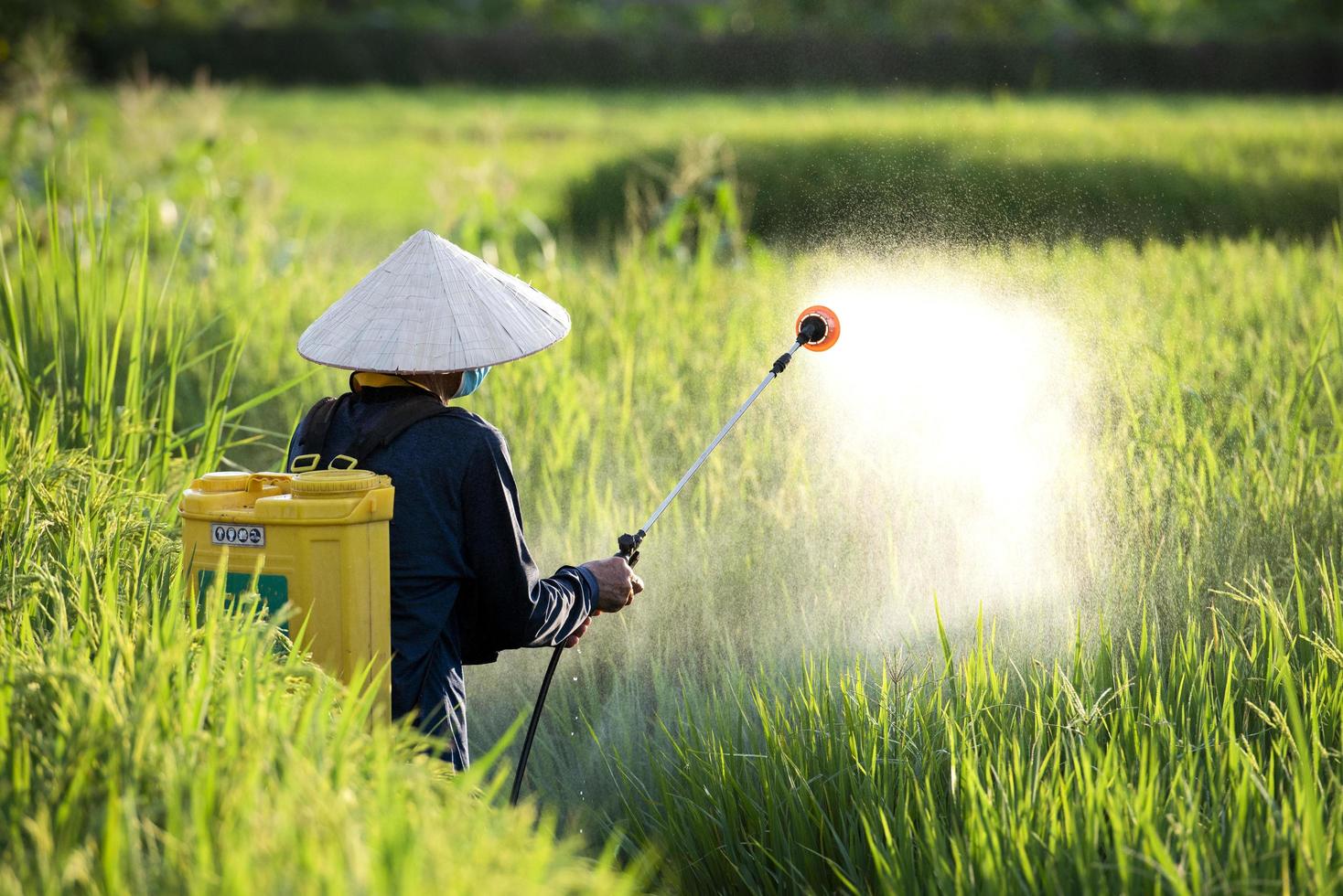 Old farmers spray fertilizer or chemical pesticides in the rice fields, chemical fertilizers. photo