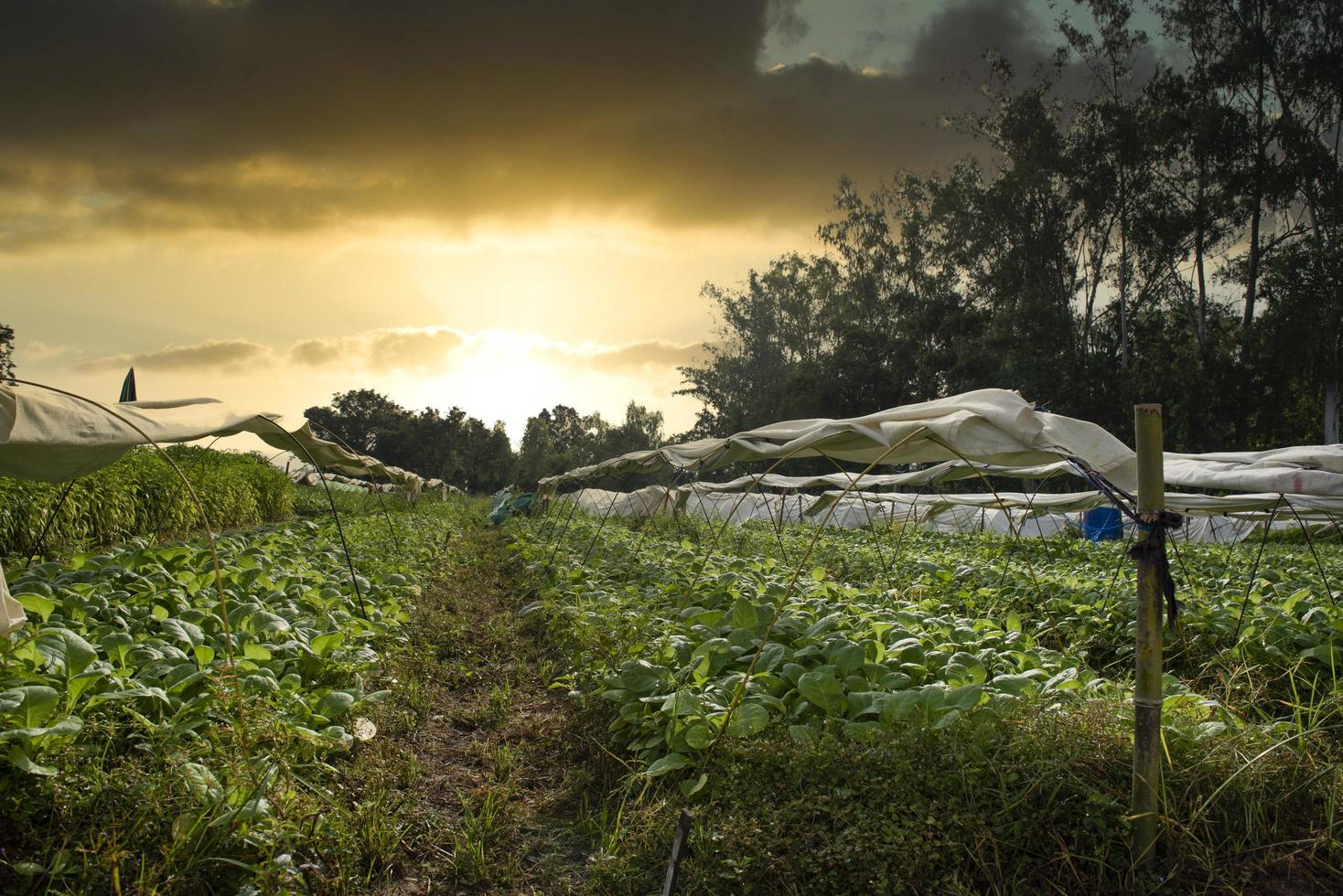 Techniques for growing tobacco plants in agriculture specifically for drought-affected areas. Modern agriculture. New innovations in agriculture. The plant is covered with white cloth photo