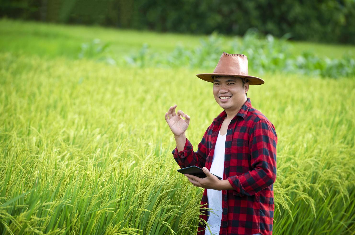 un agricultor en un campo de trigo maduro planea una actividad de cosecha, un agrónomo masculino es feliz en un campo de arroz. foto