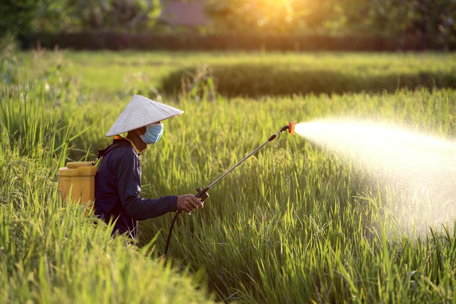 Old farmers spray fertilizer or chemical pesticides in the rice fields, chemical fertilizers. photo