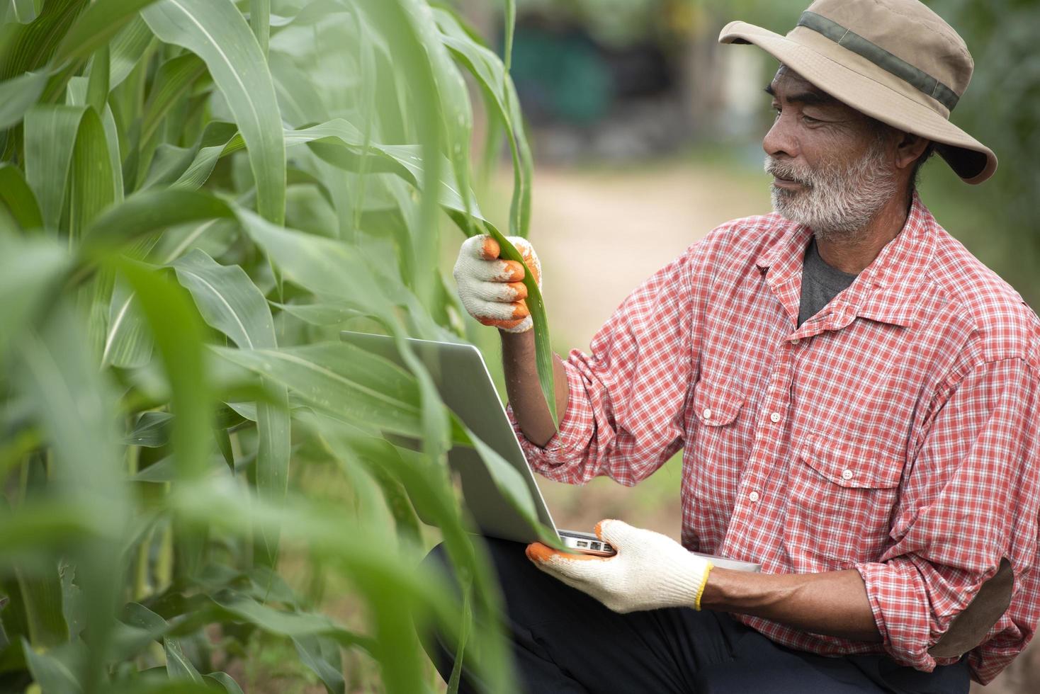 Older farmers use technology in agricultural corn fields. photo