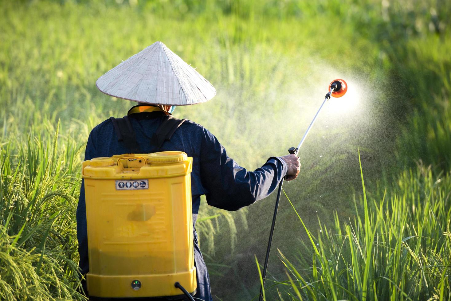 Old farmers spray fertilizer or chemical pesticides in the rice fields, chemical fertilizers. photo