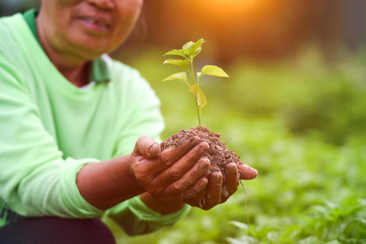 A senior female farmer in the field with a crop in hand photo