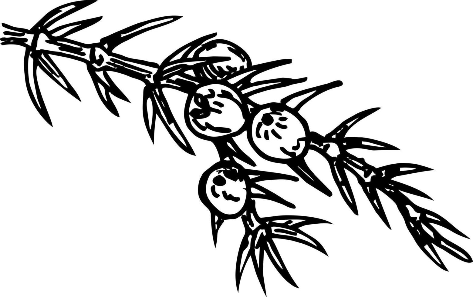 Graphic the branch of Juniper plant Juniperus communis with berries and leaves. Organic essential oil engraved style sketch vector