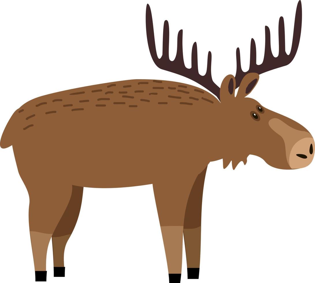 Cute moose flat illustration. Deer, reindeer with big antlers. Woodland animal character. Forest fauna. Zoo mammal. Elk clipart vector