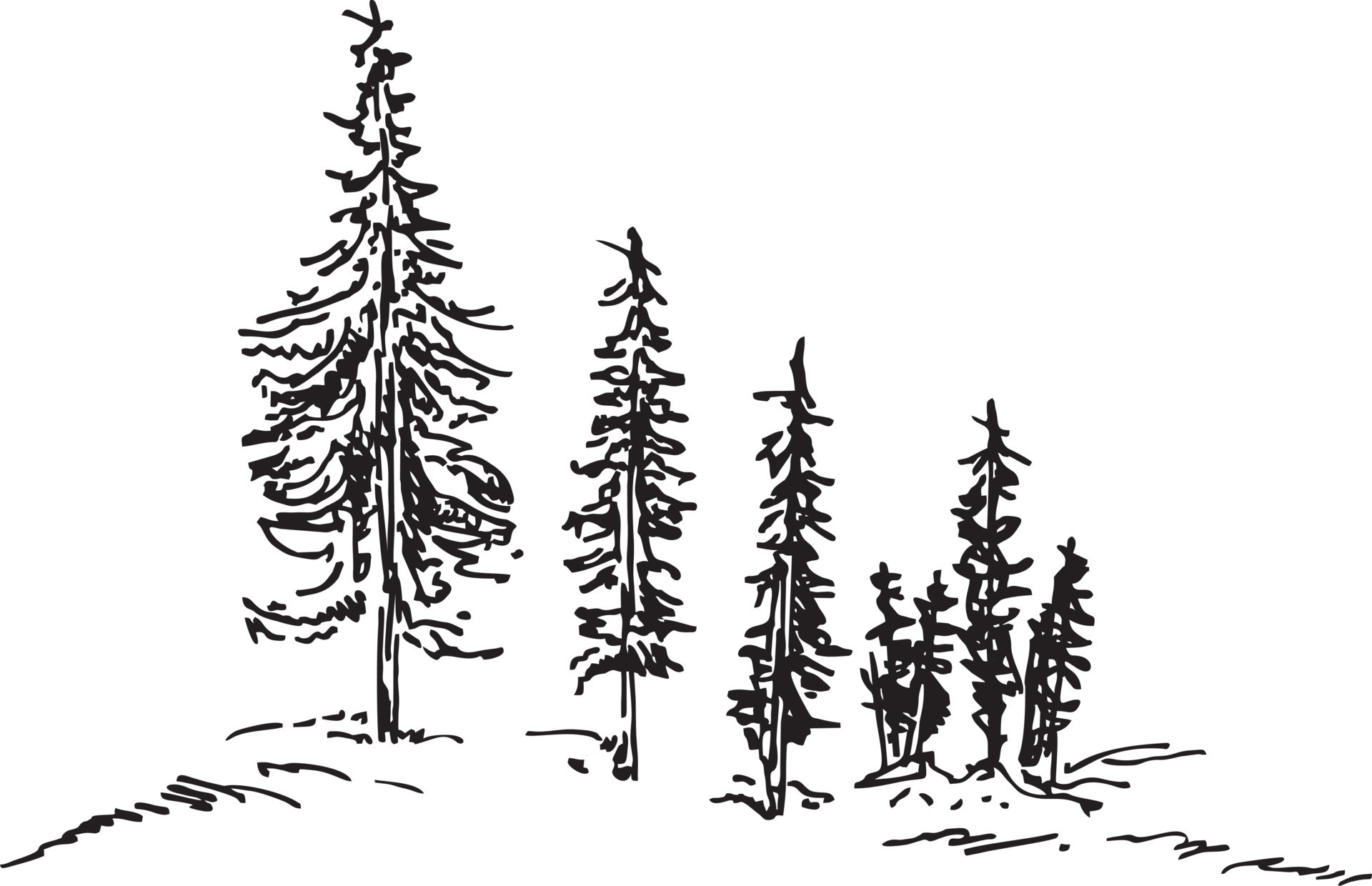 Coniferous trees on the hill sketch. Spruce or pine trees on a hill