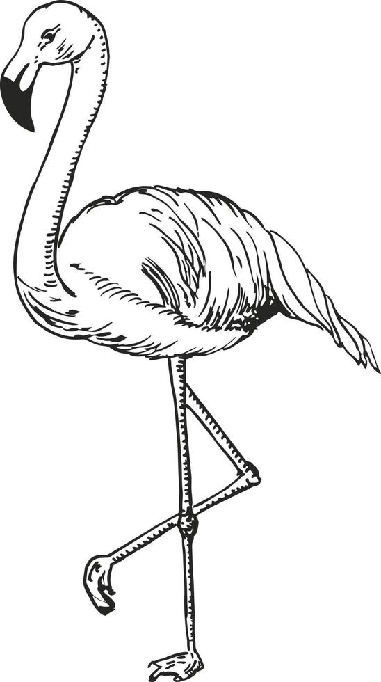 Flamingo sketch vector illustration. Black and white sketch flamingo, exotic bird.