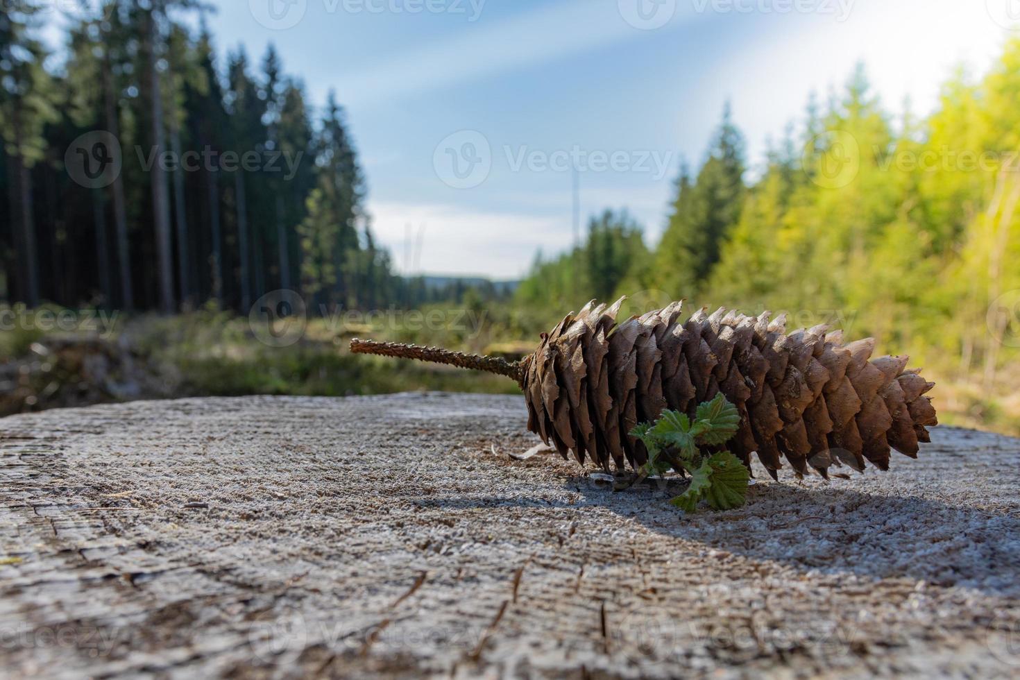 pine cone on a tree stump photo