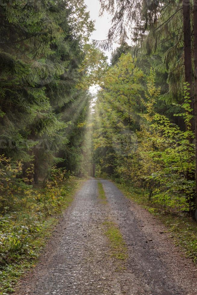 forest path with sunlight photo