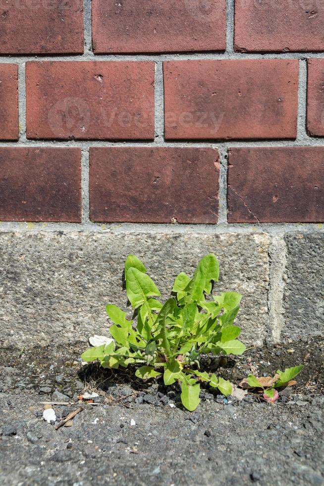 weeds on the roadside photo