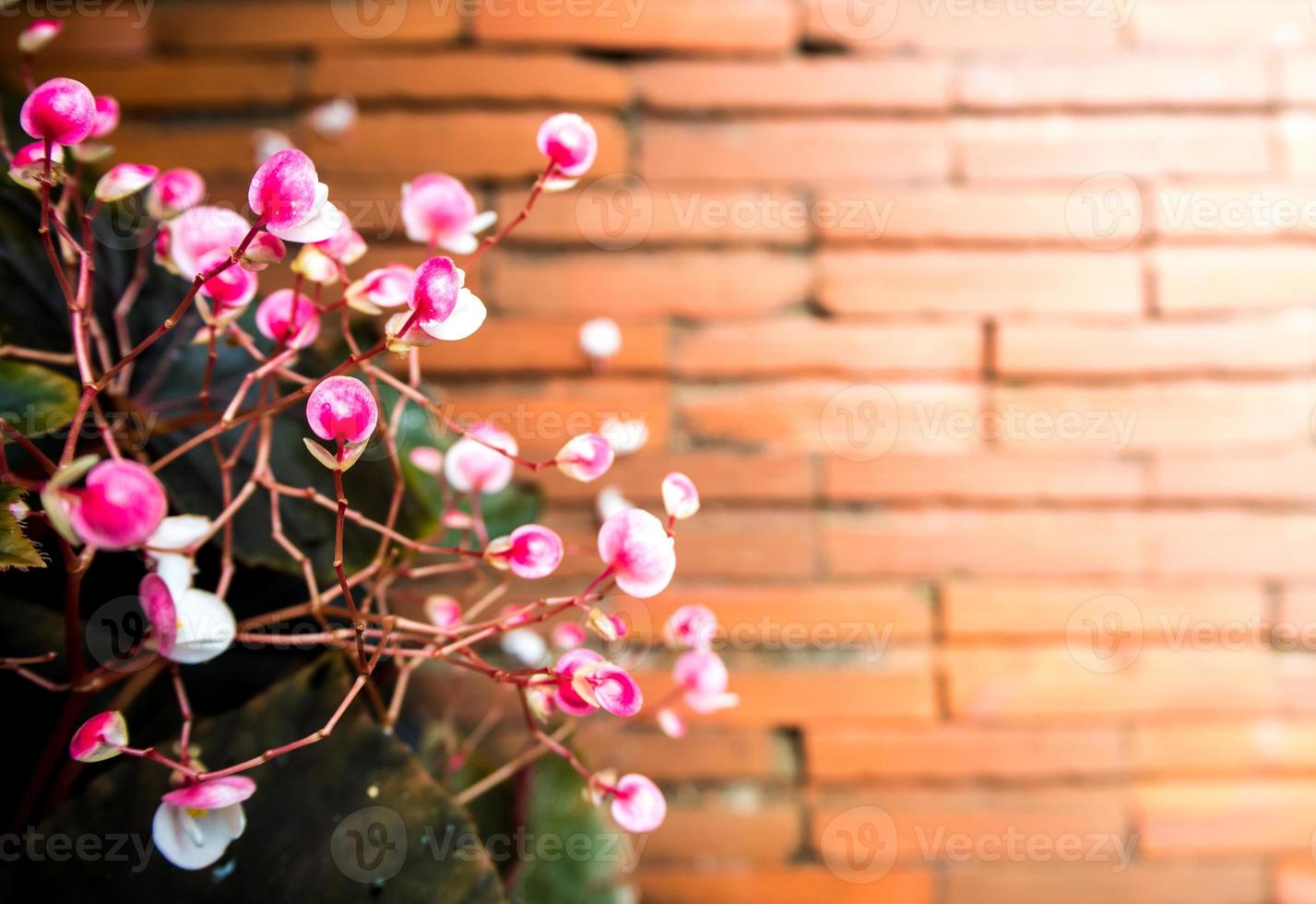 Small pink flower and the red brick floor photo