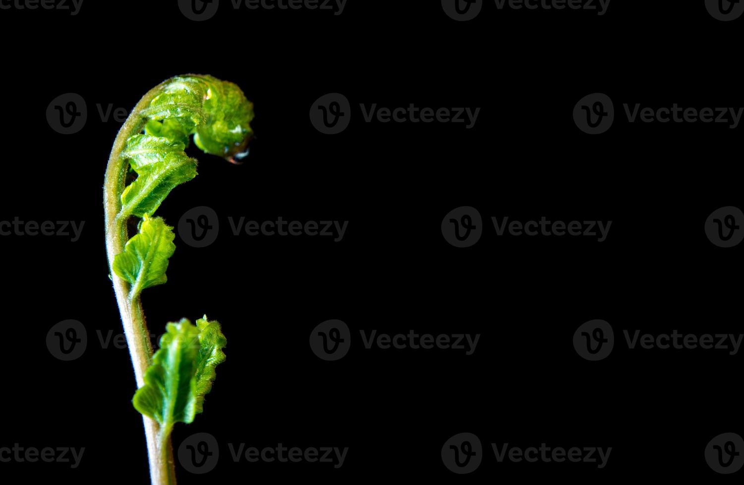 Bud leaf of Fern on black background photo