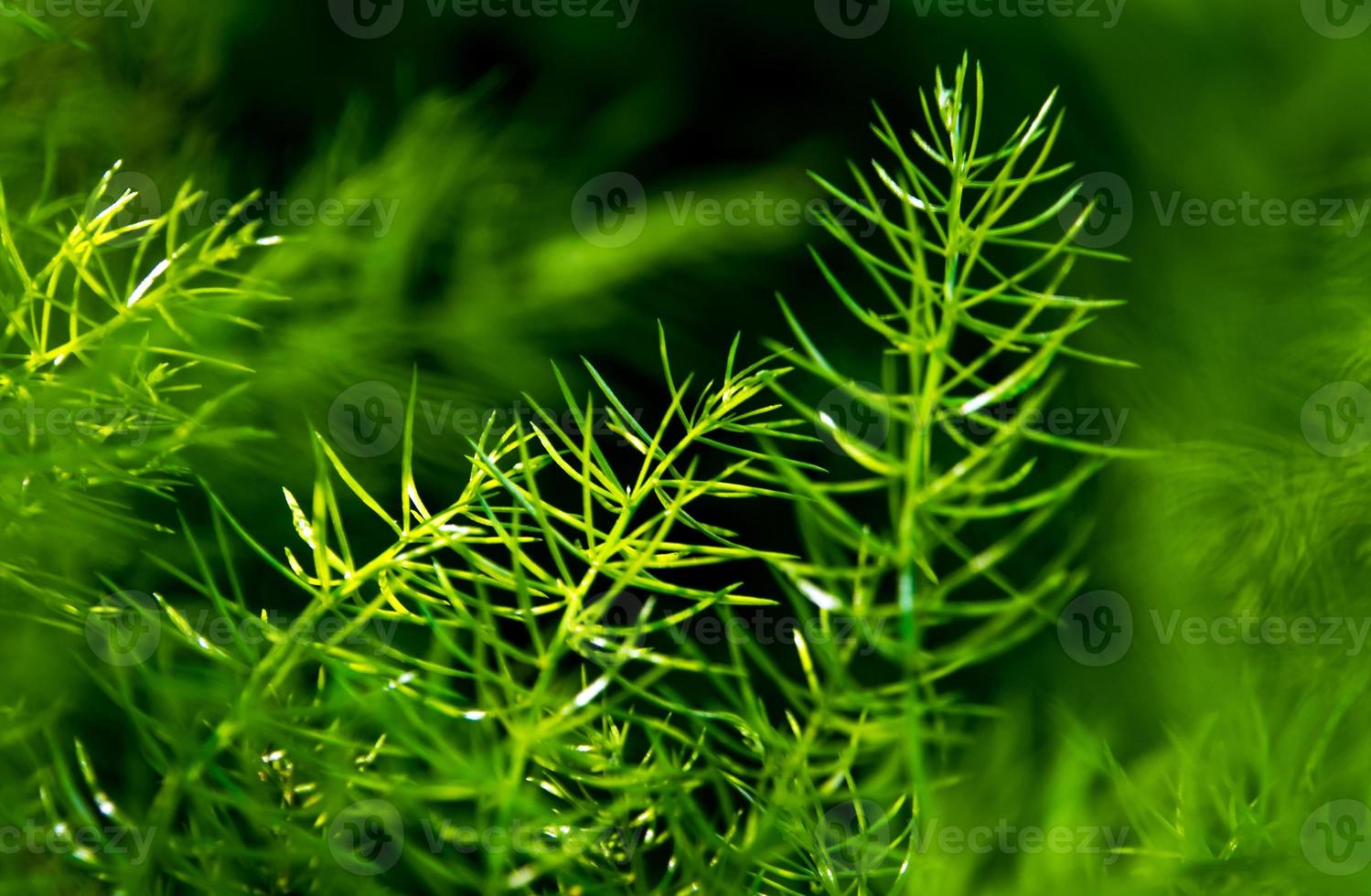 Freshness green fine leaves of Asparagus fern on natural background photo