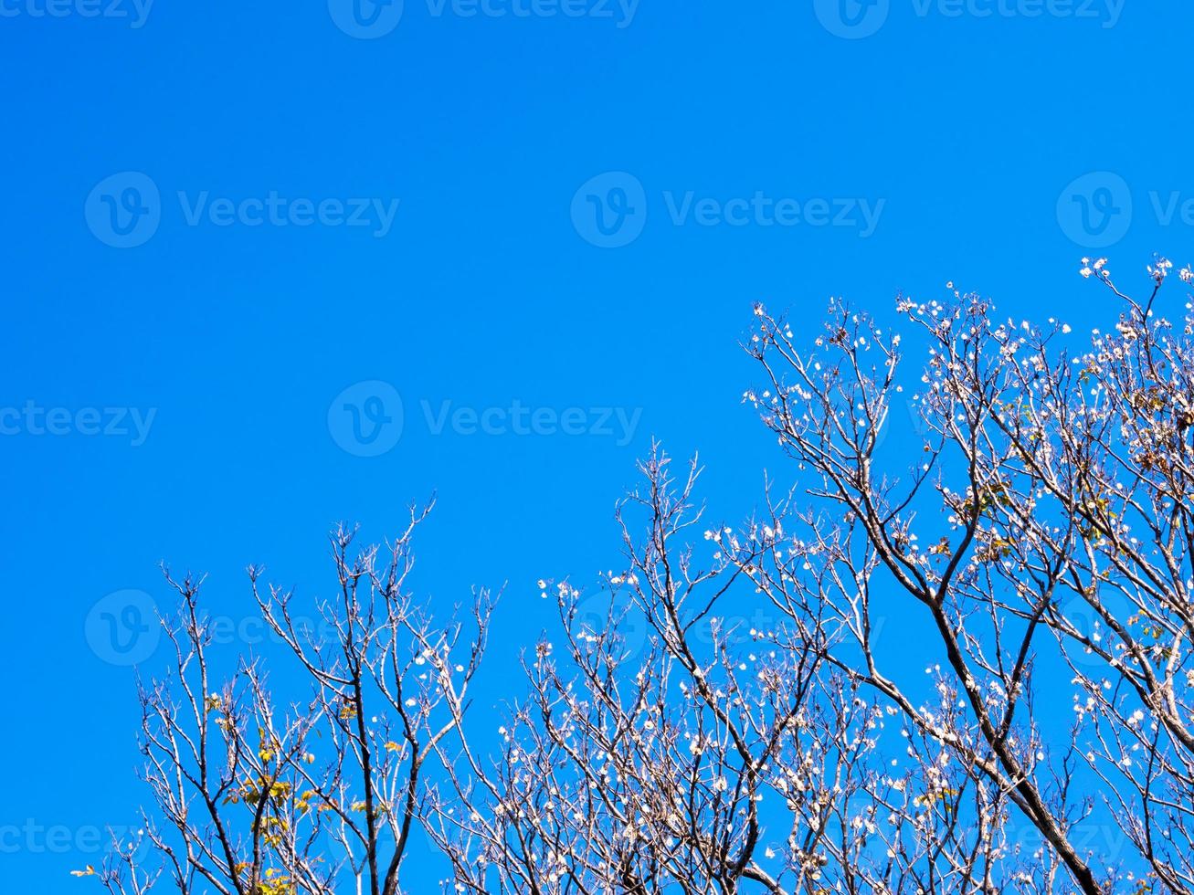 Dried pot of Padauk on deciduous tree in the autumn season with blue sky background photo