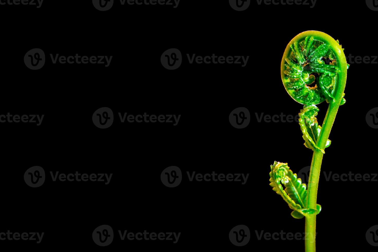 Freshness Green leaf of Fern on black background photo