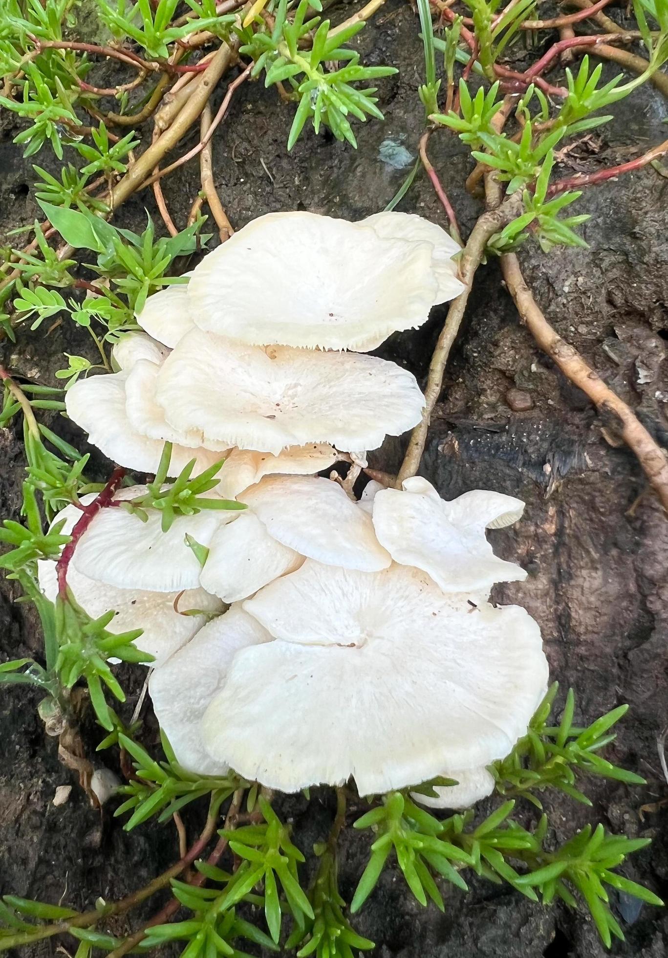 White mushroom grow in the nature 10509766 Stock Photo at Vecteezy