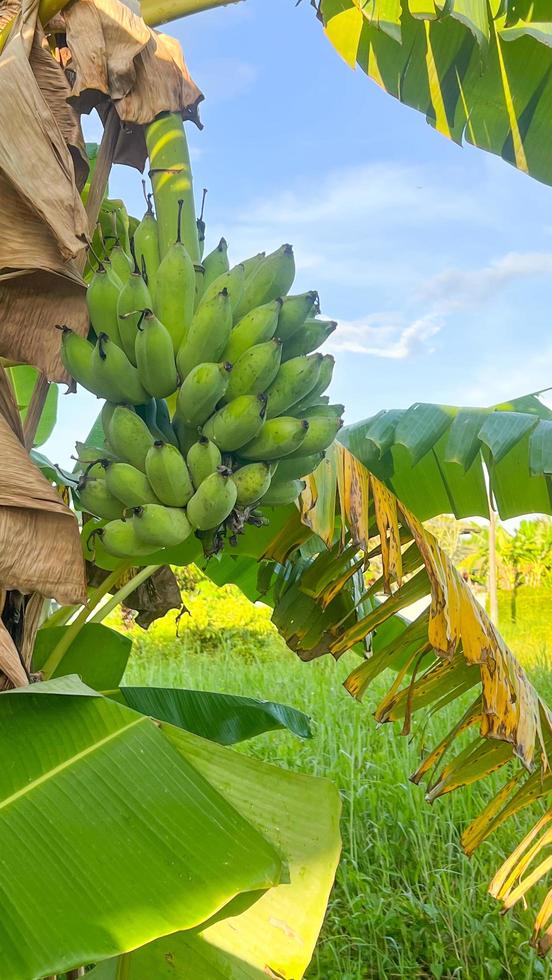 A bunch of raw banana on banana tree in a field photo