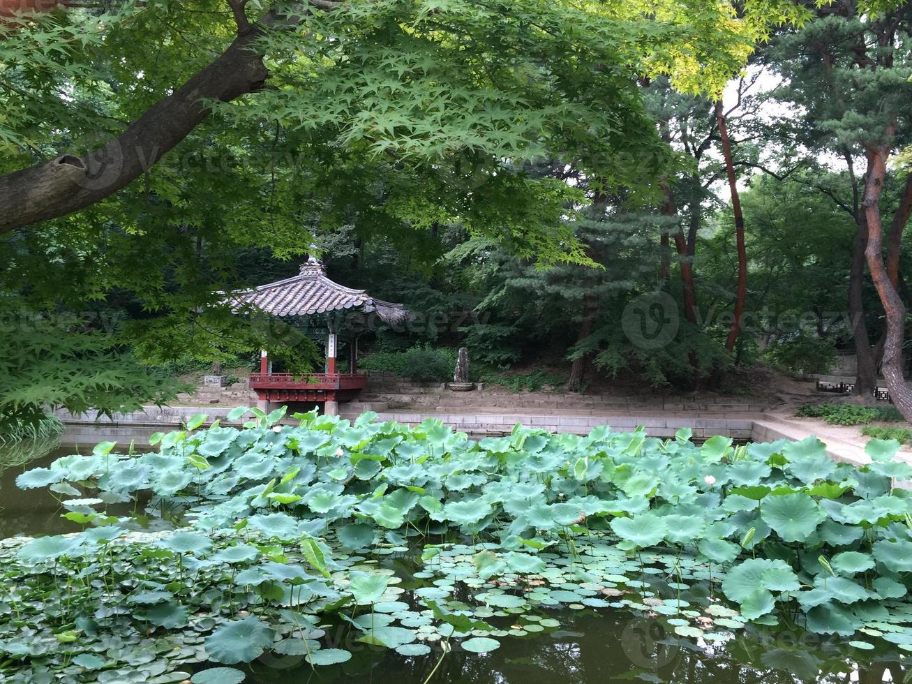 pond in a park photo
