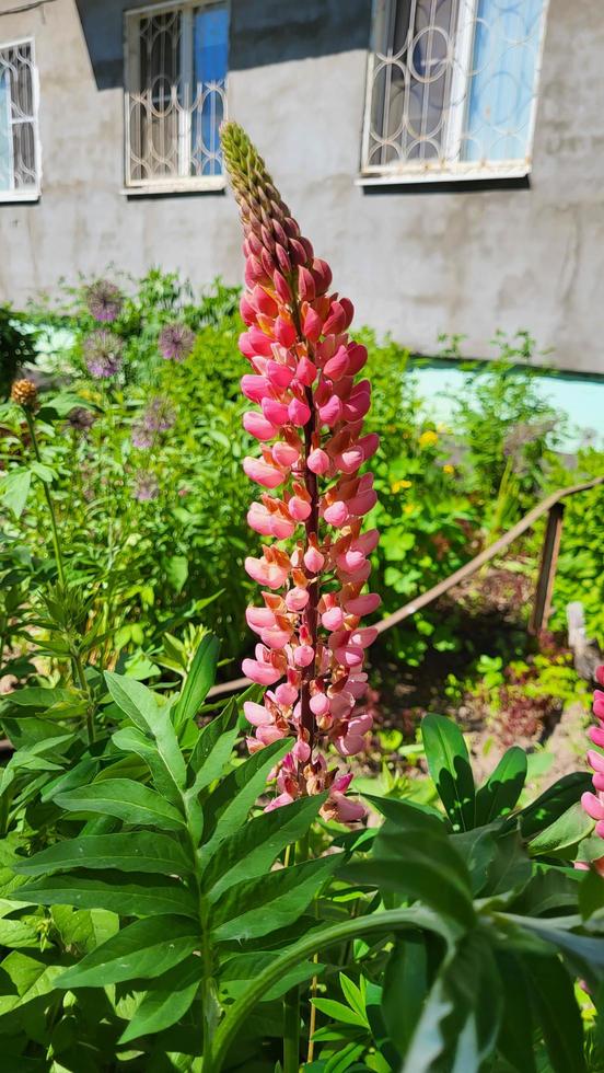 Pink lupine flowers blooming isolated at a white background photo