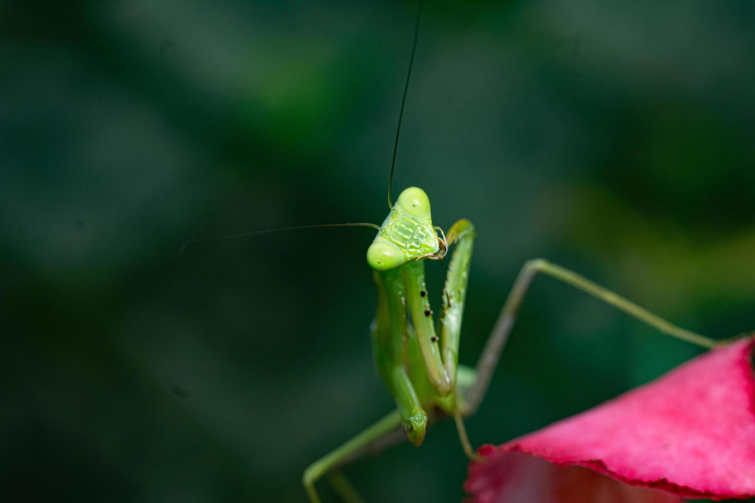 mantis insect macro photography premium photo