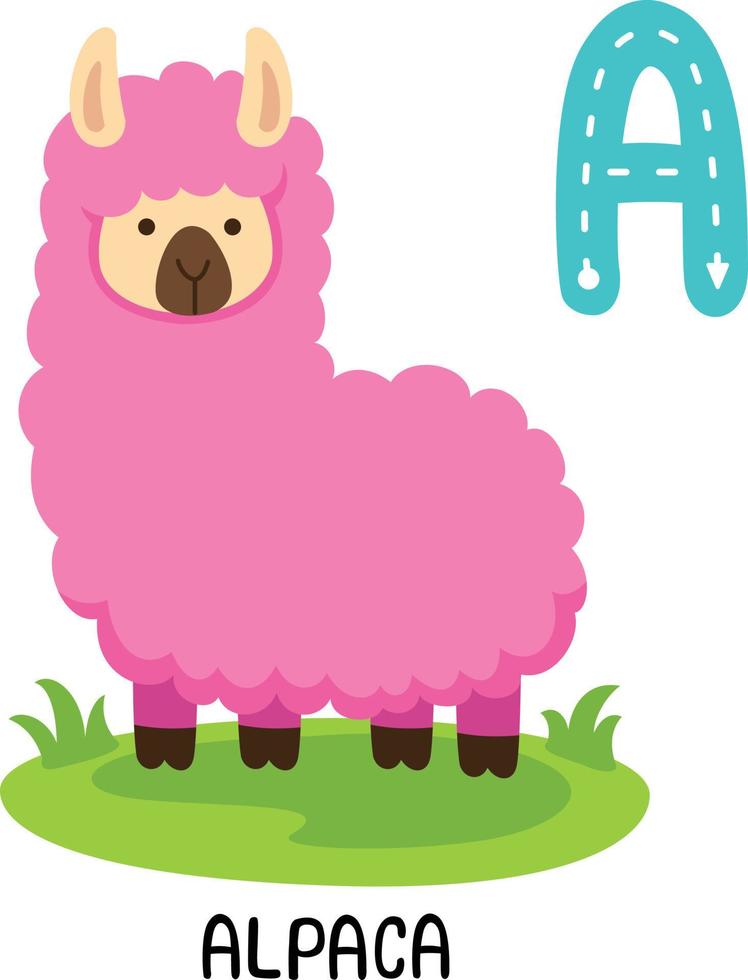 ilustración animal aislado alfabeto letra a-alpaca vector