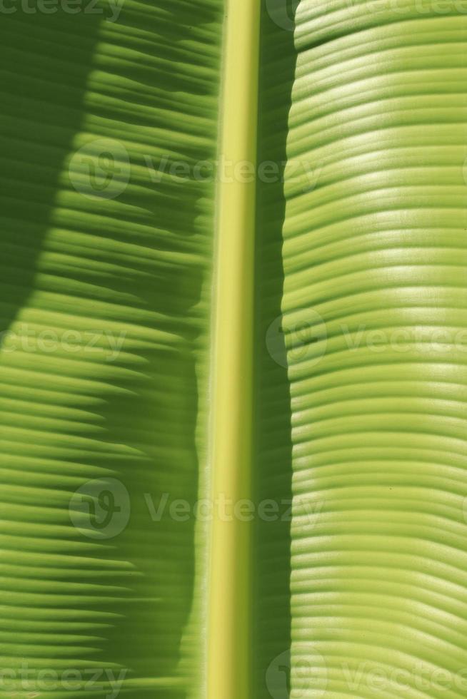 Green banana leaf details with natural patterns and veins form the veins that nourish the leaves to be beautiful and stand out naturally on a sunny blue day. photo