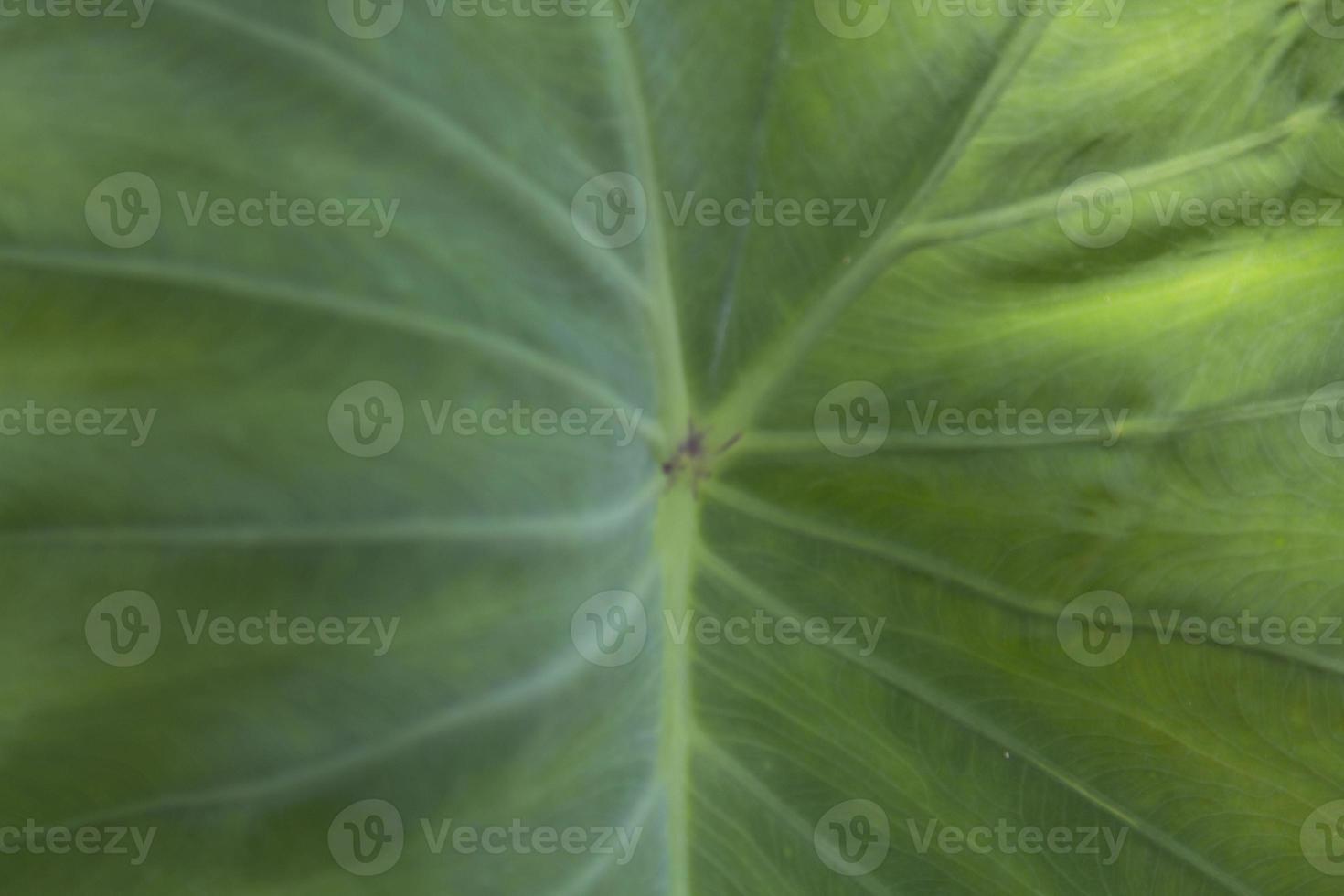 Green taro leaves with beautiful natural patterns and rolling water on the taro leaves that nature has created to prevent the taro leaves from getting wet naturally. photo
