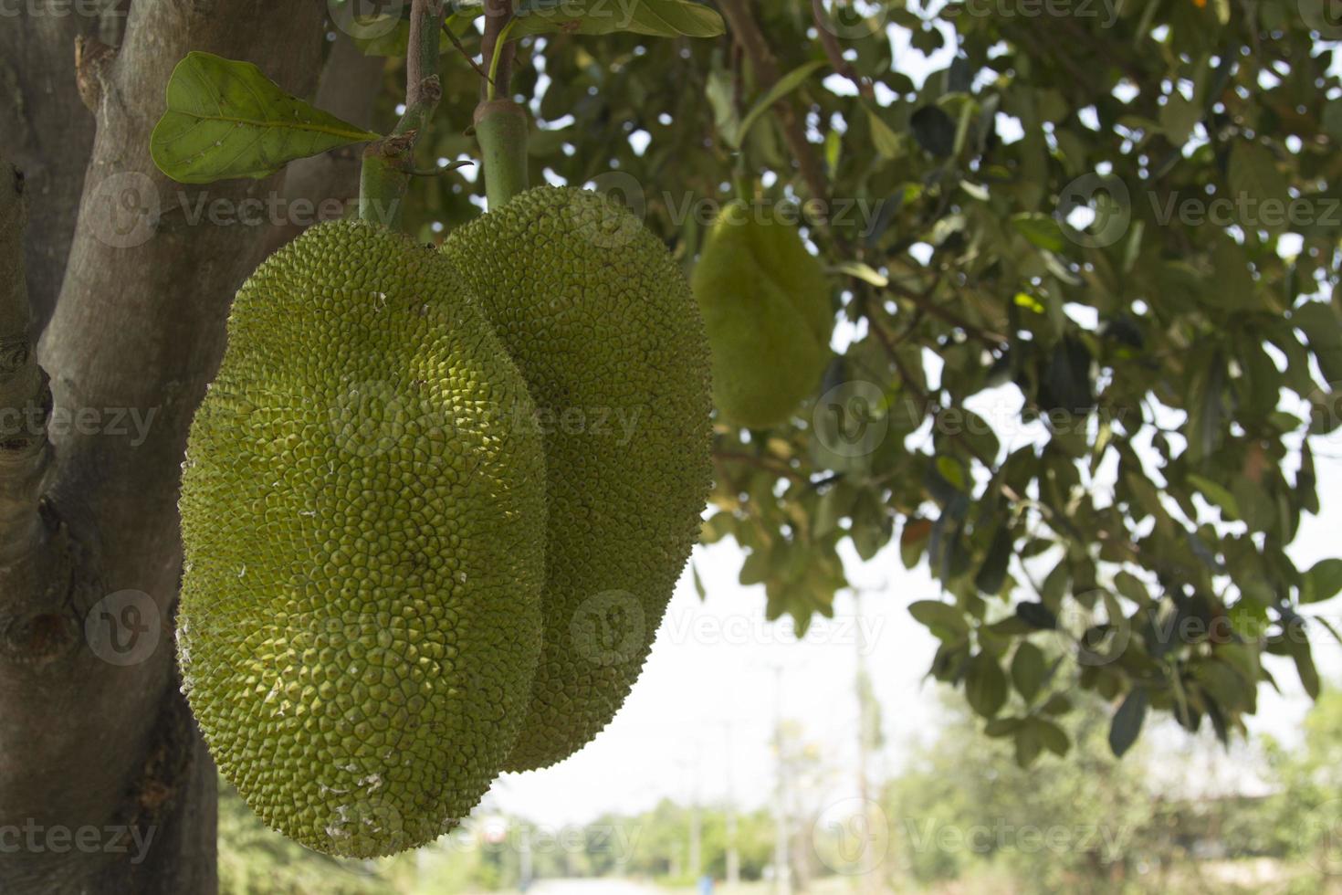 Jackfruit trees are giving birth, produce that farmers grow, eat and sell as fruit that is sweet, fragrant, crispy and tasty, good for health and excretion. photo