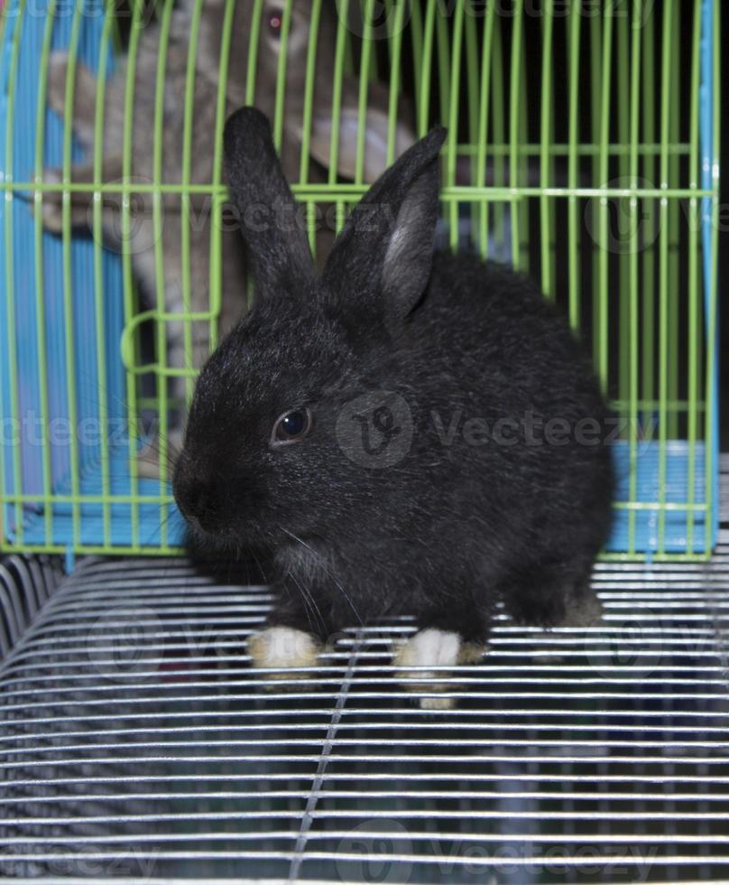 Rabbits that are raised for sale are cute and adorable pets, both in cages and as an independent release that farmers sell to pet lovers to care and care. There are many colors black, brown and white. photo