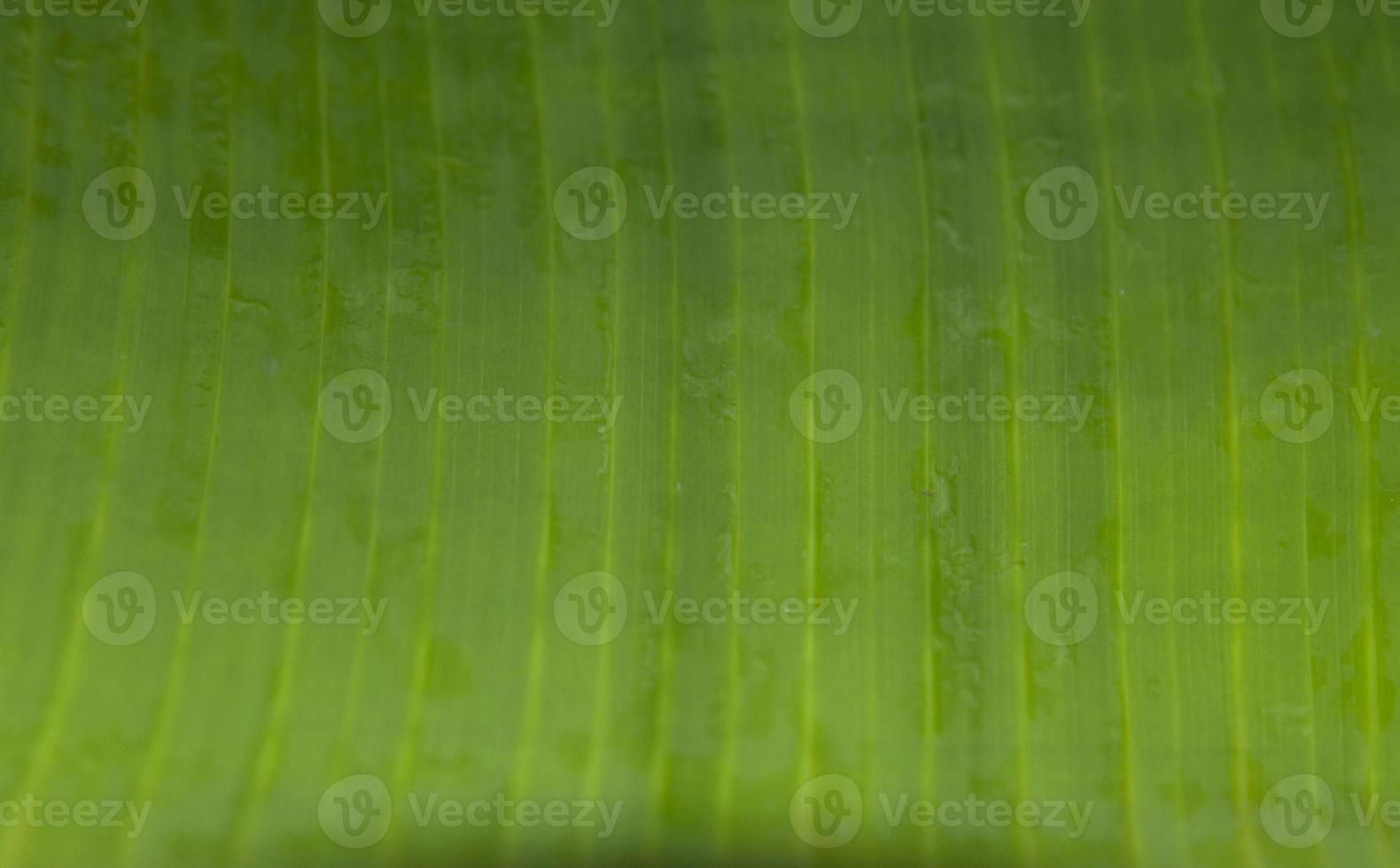 green banana leaves have a pattern and natural leaves create a design that is photographed using natural light in the morning, warm light. The leaves are used for wrapping food in abundance. photo