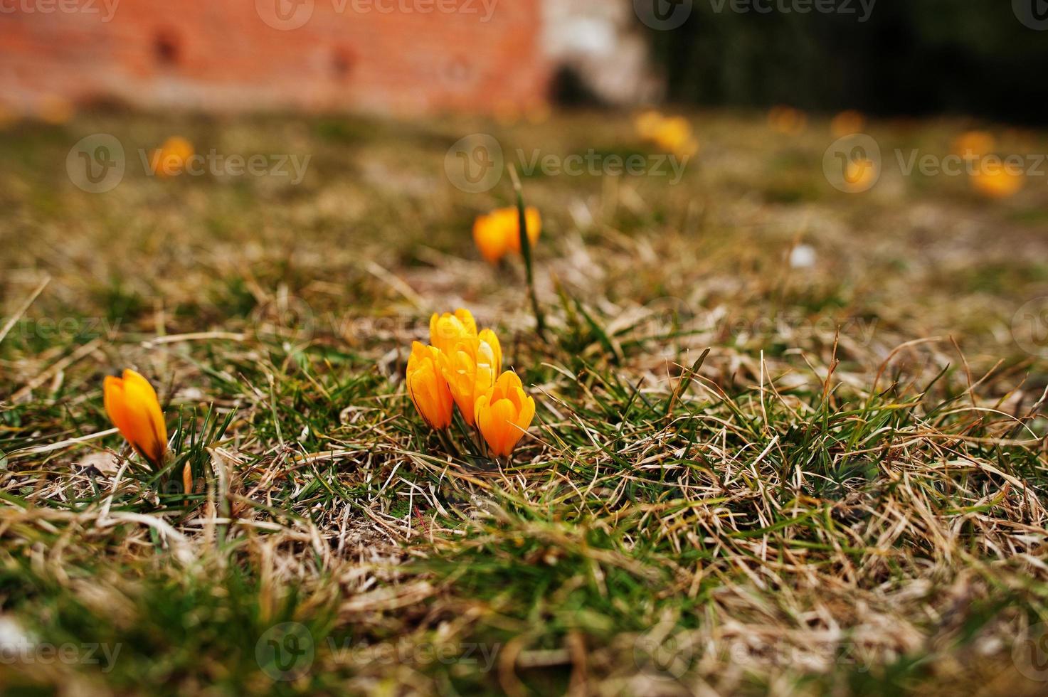 Saffron flowers on field. Crocus sativus blooming yellow plant on ground, closeup. photo