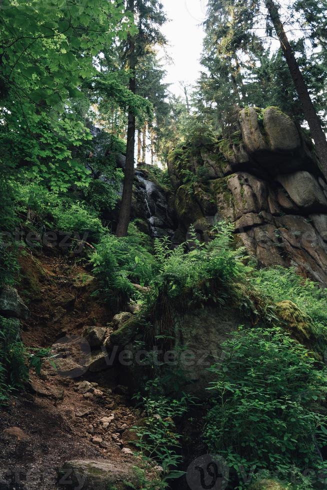 paisaje de bosque con rocas foto