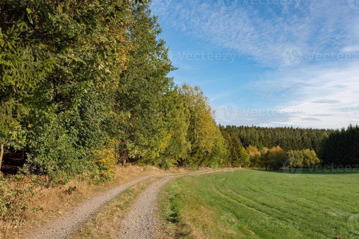 forest landscape in the autumn photo