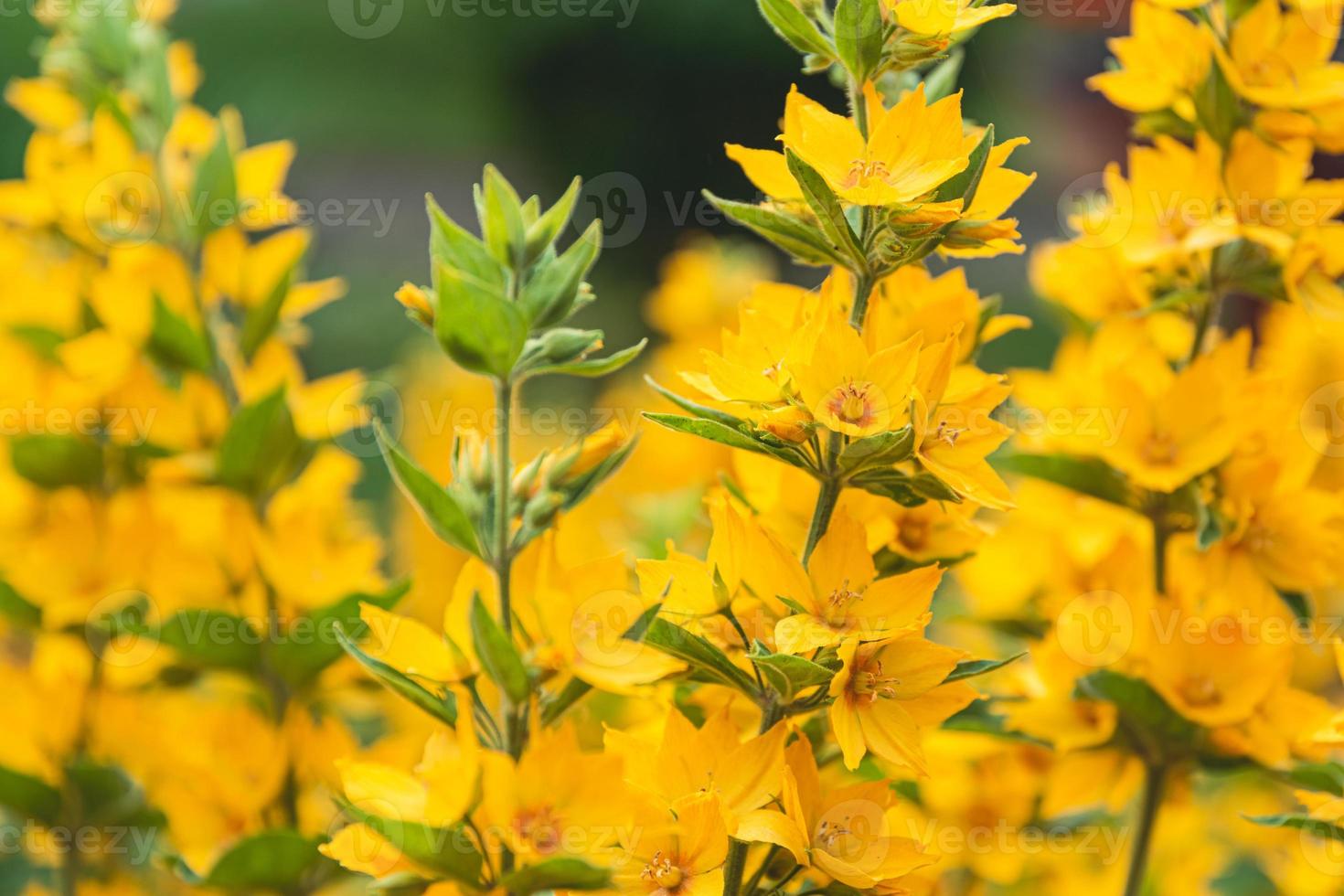espigas de flores de verano de color amarillo brillante foto