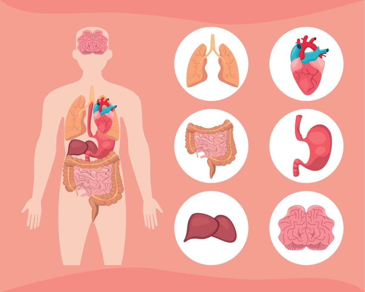 anatomia cuerpo humano vector