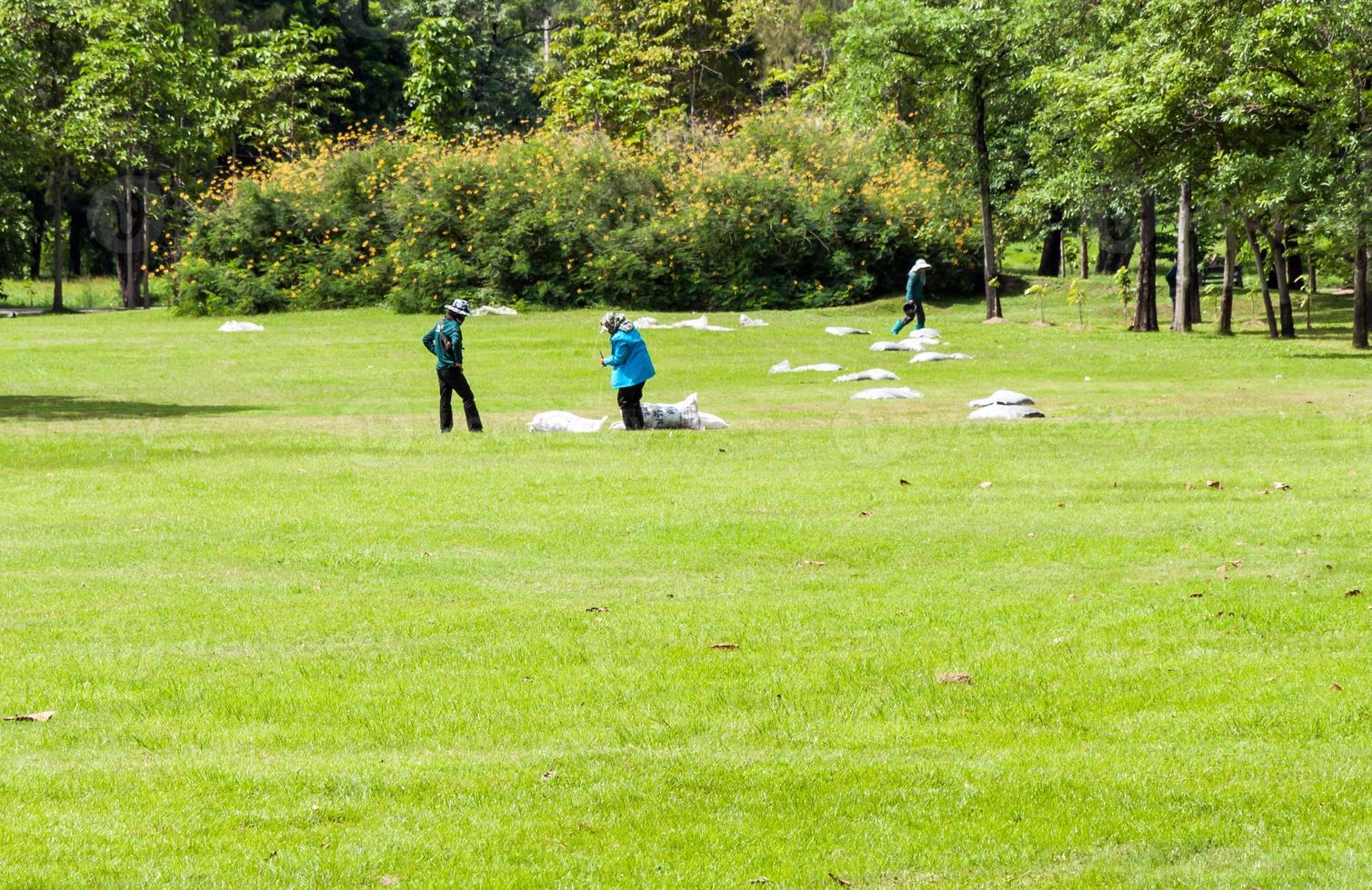 The Collecting grass photo