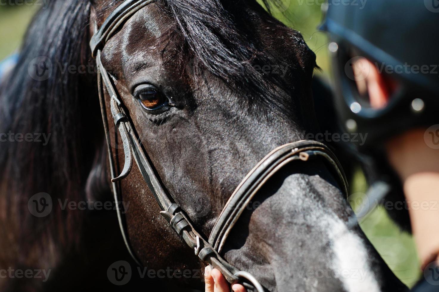 Arab tall beard man wear in black helmet with arabian horse. photo