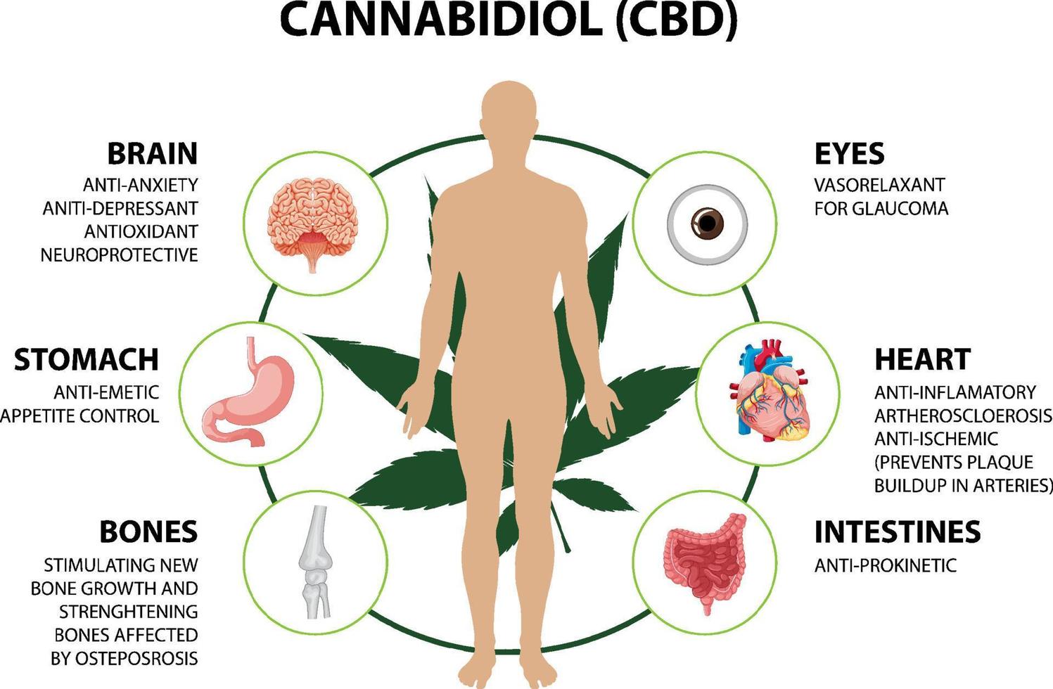 diagrama de beneficios de cbd para la salud física vector