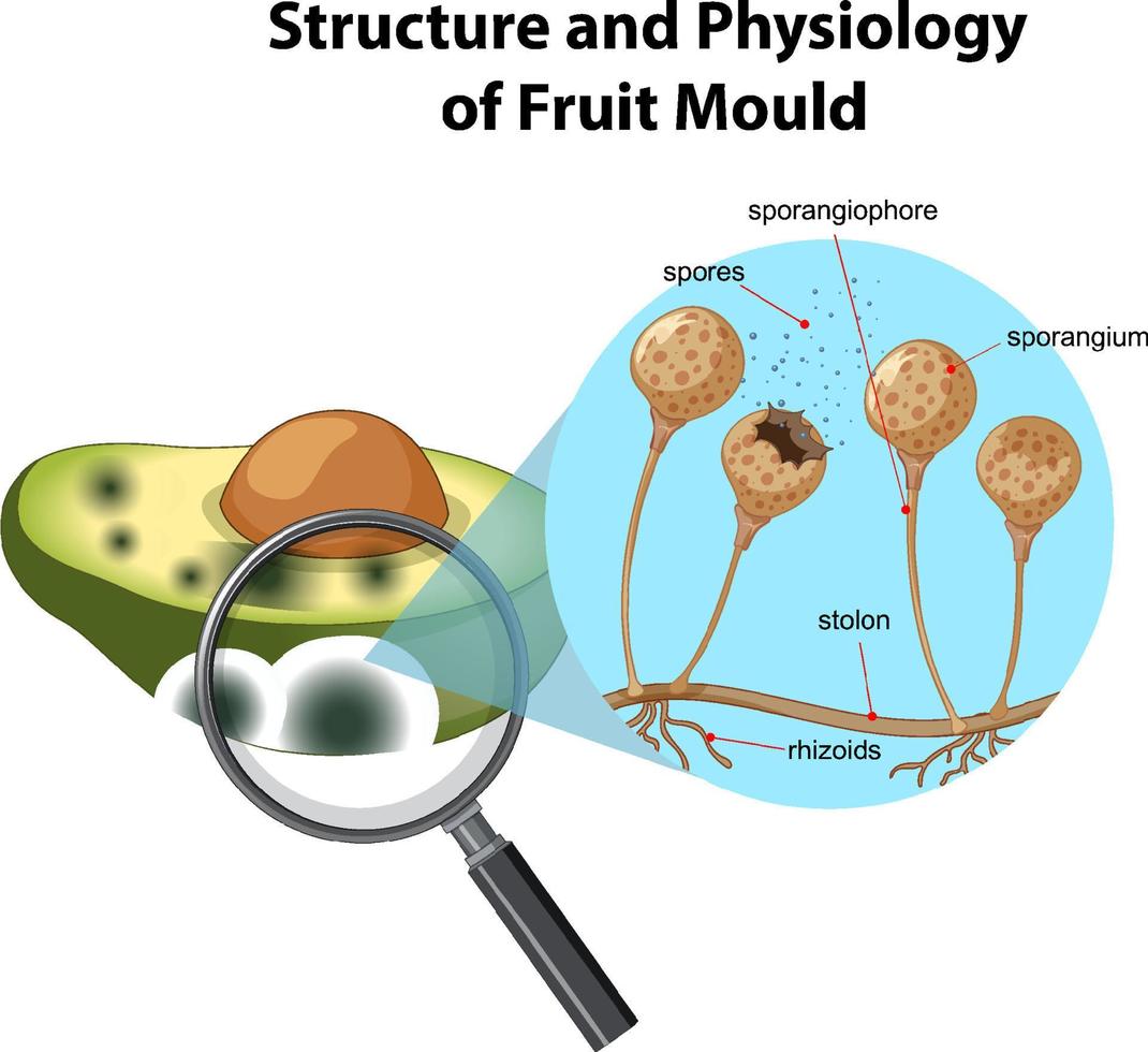 estructura y fisiología del moho del aguacate vector